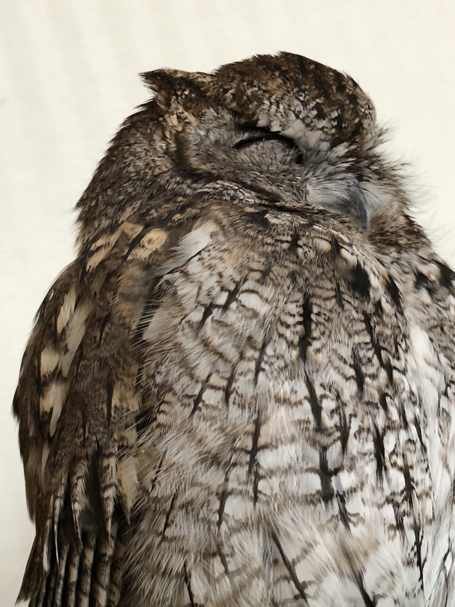 ট ইট র Kuu Owl フクロウのくうちゃん 寝顔は笑顔 フクロウ 寝顔