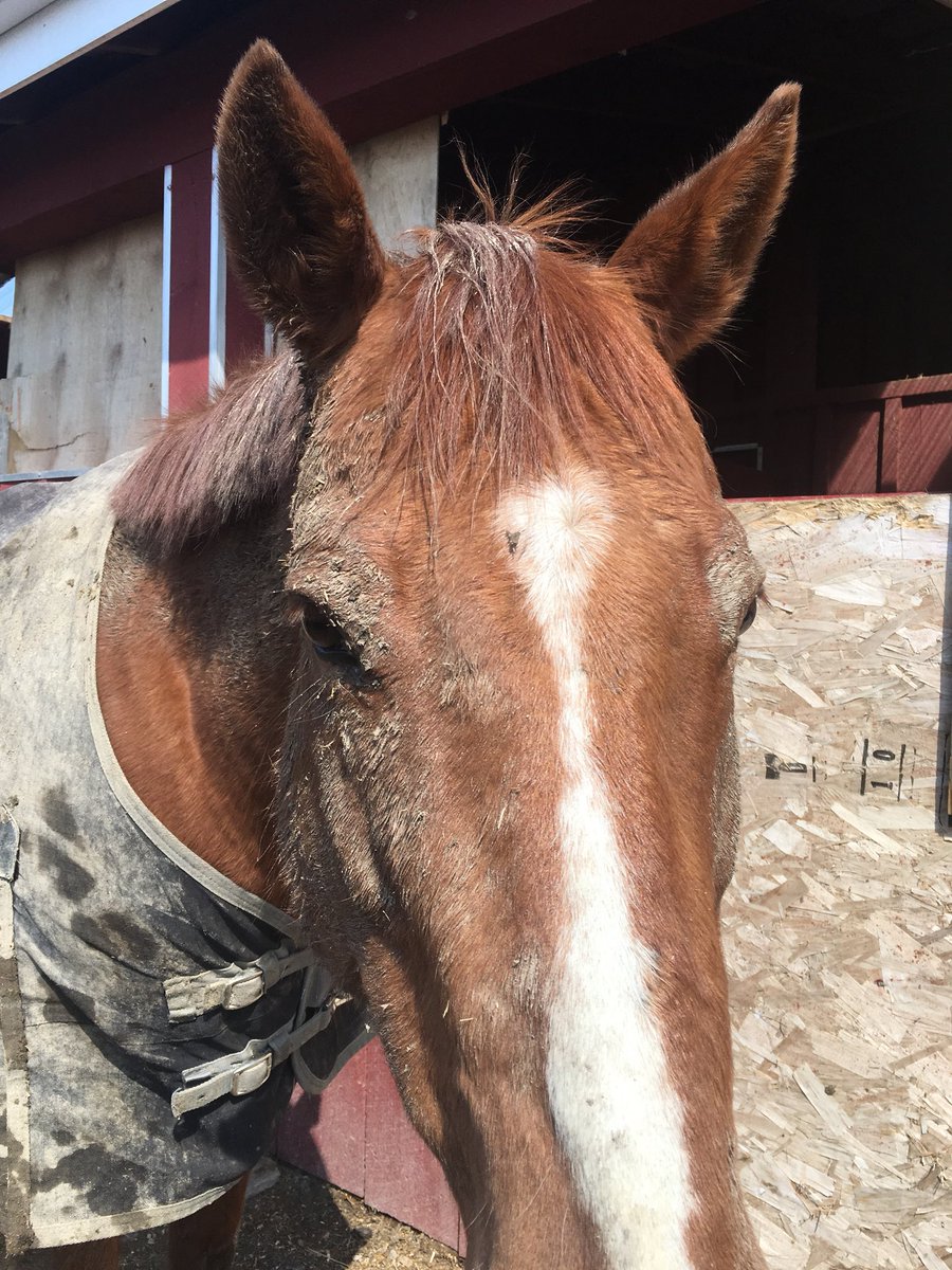 HighnMighty3's tweet photo. The perfect roll in the mud....#highnmighty #therapyhorse #muddyhorse https://t.co/s0hy6FE7or
