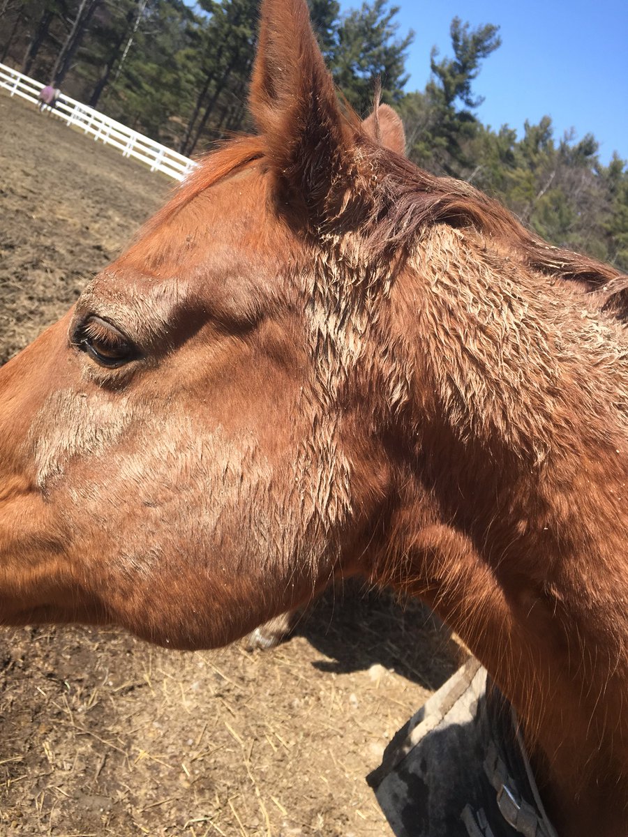HighnMighty3's tweet photo. The perfect roll in the mud....#highnmighty #therapyhorse #muddyhorse https://t.co/s0hy6FE7or