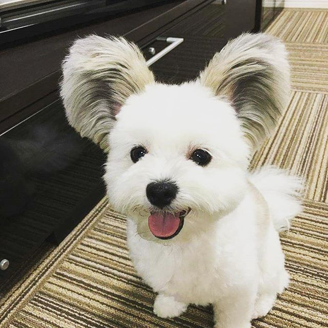 odonocuida's tweet photo. So cute 😍😍😍
.
.
. #dogs #cutedogs #dogsarefamily #instaanimal #instaanimals #instadog #dogagram #dogsarelove #dogofinstagram #caesdeportugal #caes #instaday #instadaily #funnydog #doglovers #doglover #odonocuida https://t.co/pAp5xqpL25 https://t.co/AXfBxUbt6a