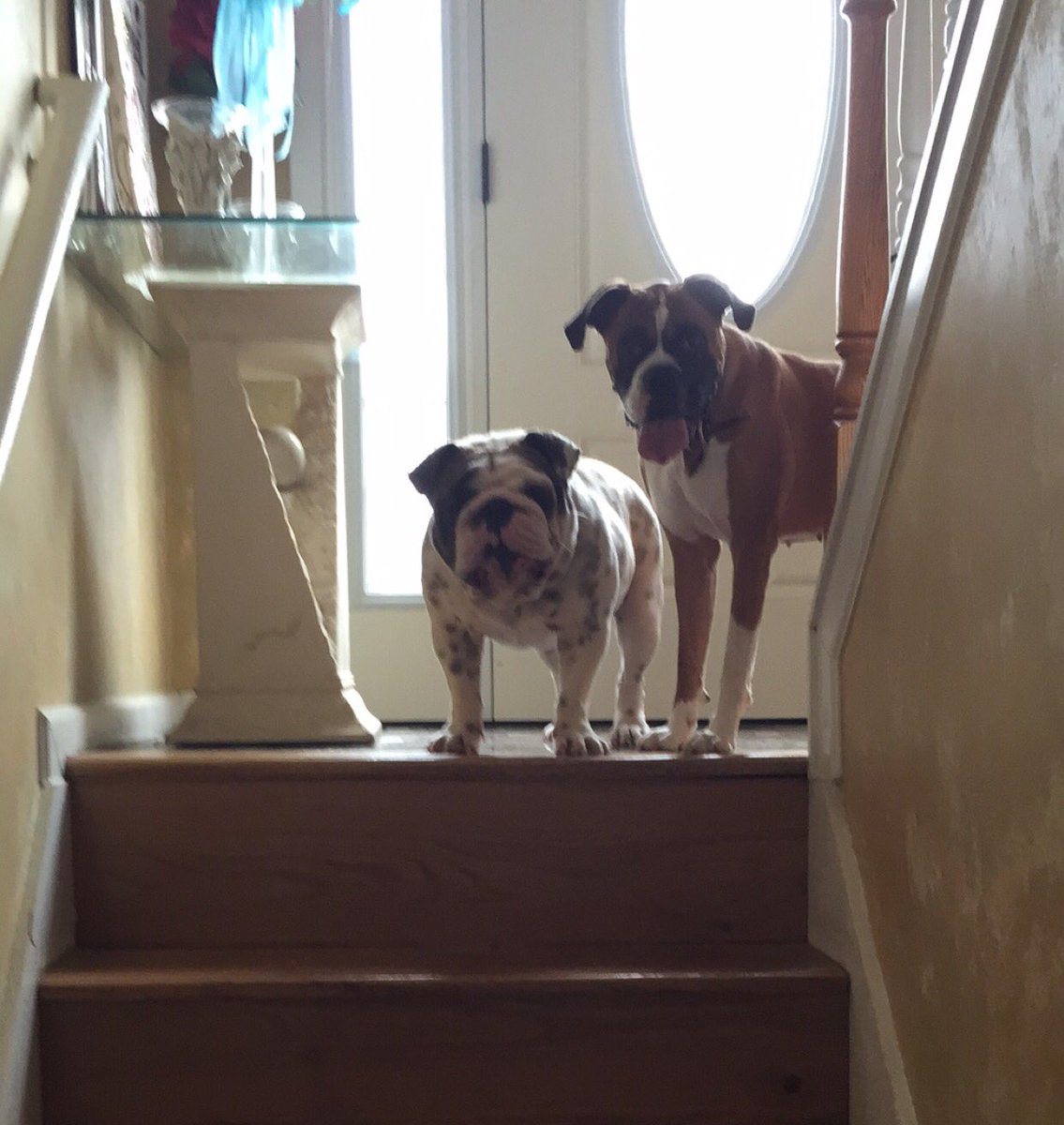 XGAMCX's tweet image. Happy Pet day kids! #Huney #Pichirilo #NationalPetDay2018