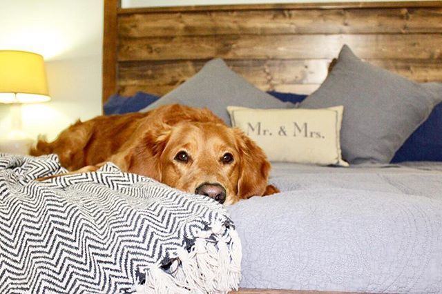 HankTheGolden's tweet photo. Happy #NationalPetDay to all you pets out there. I hope your humans treat you extra special {like getting to lay in their bed ☺️}
.
.
.
#adventureswithhank #petsofhandmade #goldenretriever #golden #gloriousgoldens #pupbox #thepetpack #thedailygolden … https://t.co/W2qSpNDCV8 https://t.co/EThkKgOiLS