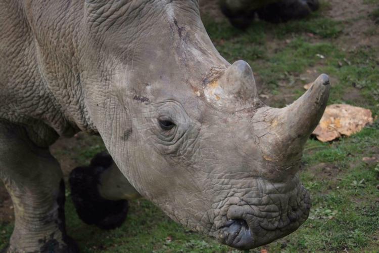 Los221EES's tweet photo. Rest in Peace Vince the Rhino who was taken at the age of four. He resided in a Zoo west of Paris, where poachers broke in and murdered him in order to attain his horn. #rhinohorn #ees028 https://t.co/2sm0RU0g3L