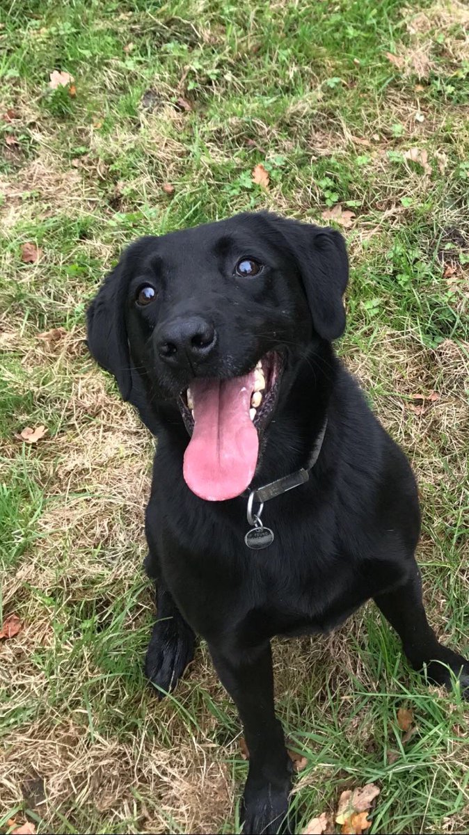 LancsPolDogUnit's tweet photo. PD Harri (who’s looking pretty pleased with himself) assisted @LancsRuralPolice and #team3IR searching a vehicle. Drugs located and occupants dealt with!
#thenoseknows https://t.co/p9lDG7MEsC