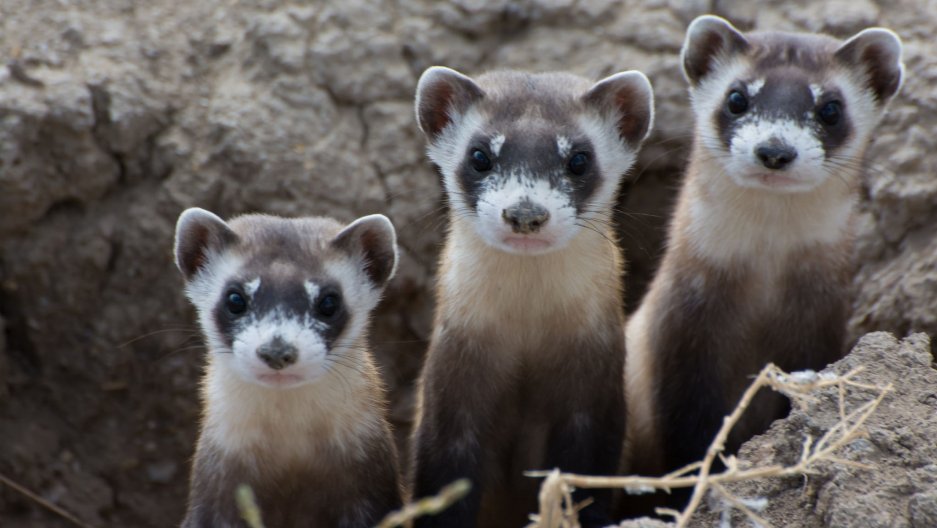 Los221EES's tweet photo. The black-footed is the most endangered species in all of North America with about only about 300 remaining in the wild. #ferretdrones #ees028 https://t.co/dCJPE1y1oX