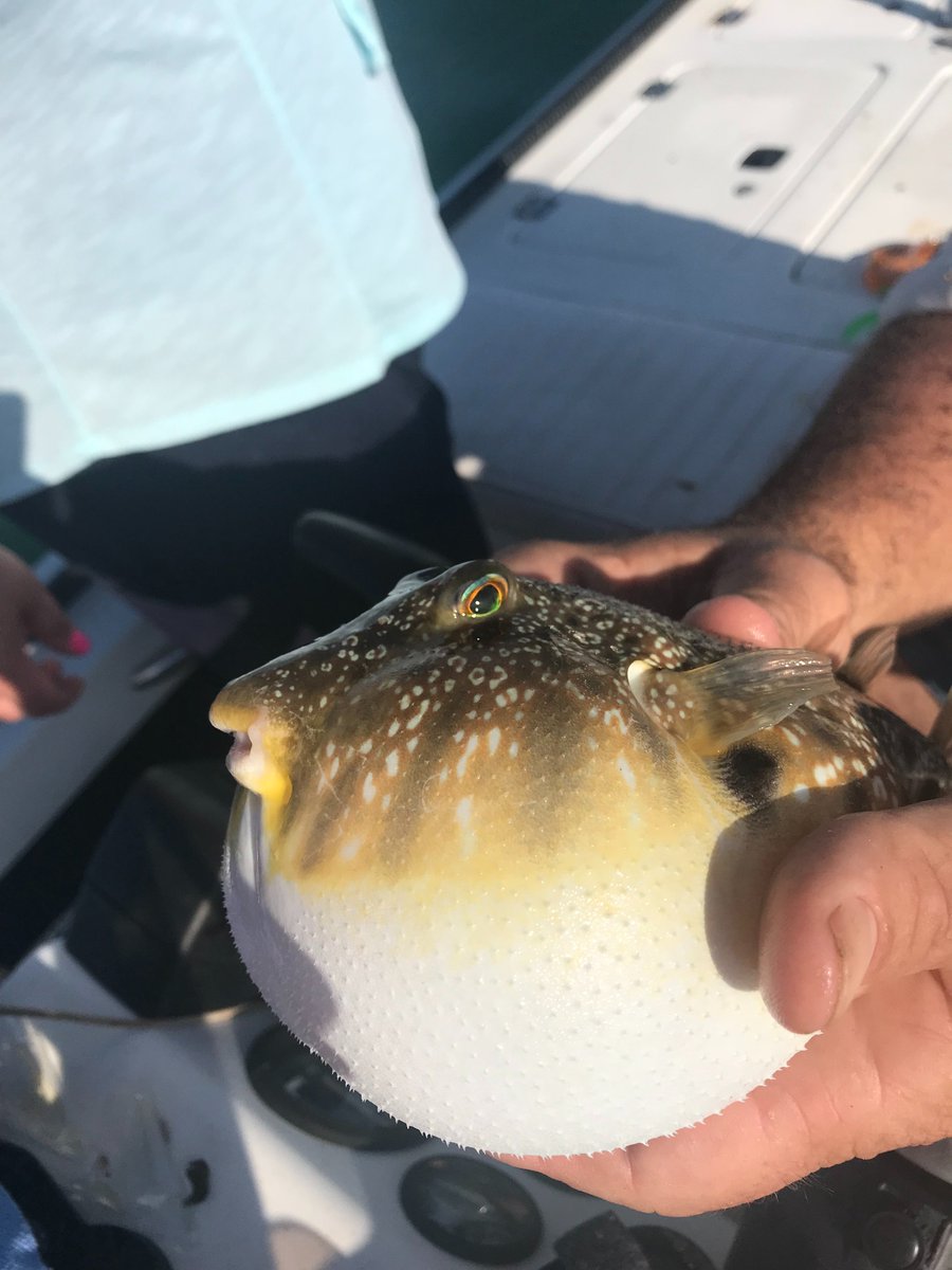 Awesomeness Affirmation #29 - My son caught this fish in the Keys last December. It is a Southern Puffer. I have found my spirit animal. Now if whatever is irritating me could just leave me be, I could get rid of this puffiness and I could become streamlined again.