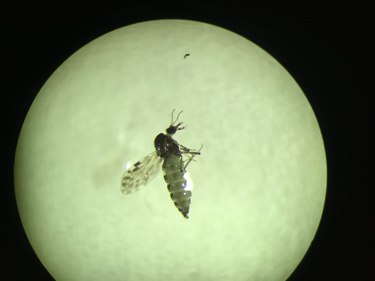 InsectFair's tweet image. Culicoides sonorensis, the vector of Bluetongue virus that causes Bluetongue disease to cattle and sheeps. They are tiny insects that only can be seen under microscope. Come to the Insect Fair to see how small they are!
#insect #bug #UCR #cityofriverside #riversideinsectfair