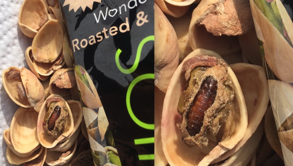 bfraley's tweet image. PSA!!! PISTACHIO SERVICE ANNOUNCEMENT!
If you've ever mindlessly snacked on @getcrackin like I have, BEWARE OF LARVA! I seriously almost threw up. I used to LOVE these pistachios! Used to...🤢🤢🤢🤢🤢🤢🤢🤢
