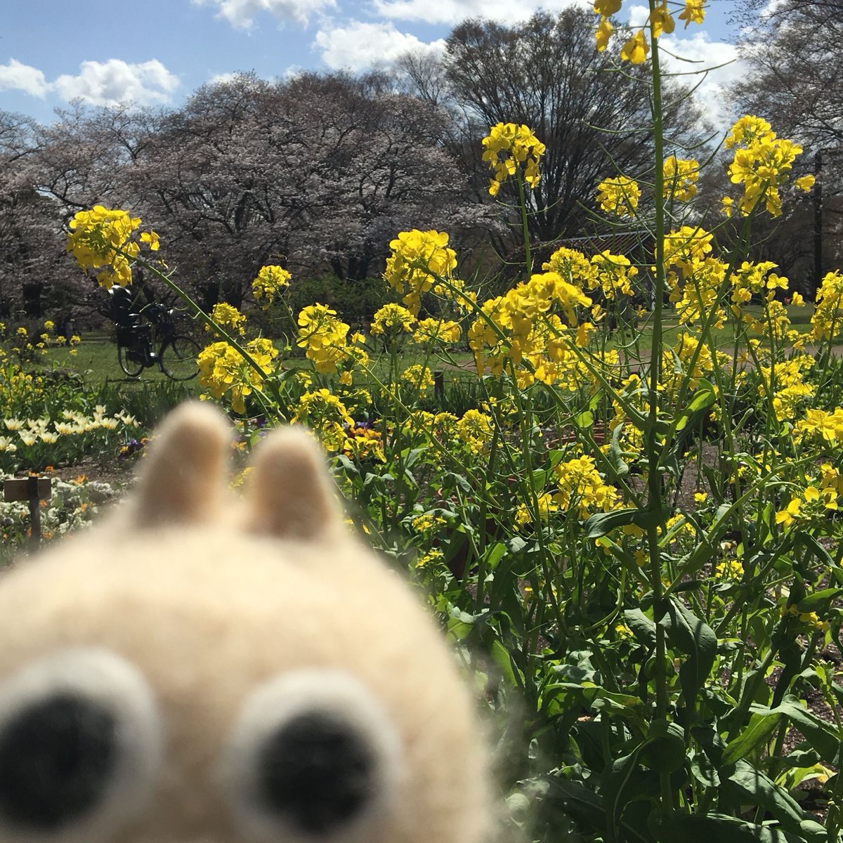coatibreak's tweet photo. ここから撮ると桜と菜の花が一緒に写るって教えてもらったの！

#菜の花 #桜 #春 #お散歩 #さくら #四季 #コーティーブレイク #休憩中 #休憩 #ブレイクタイム #ひと息 #ゆるキャラ #コーティー #yuruchara #アカハナグマ #coati #animal #kawaii #japan https://t.co/DbYZxPJF0G