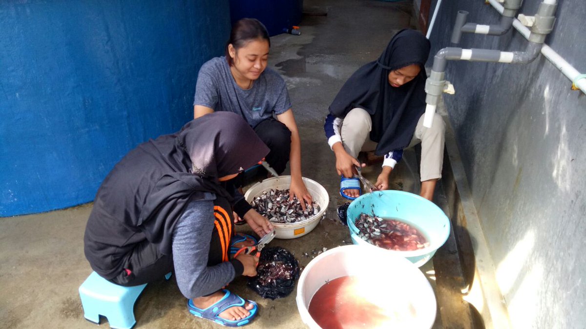bpmkp_maros's tweet photo. Barru_ Kegiatan siswa PKL dalam pembuatan pakan rajungan di Hatchery kepiting.
#RisetdanSDMKP 
@brsdm_kp https://t.co/v3FuD5VOMe
