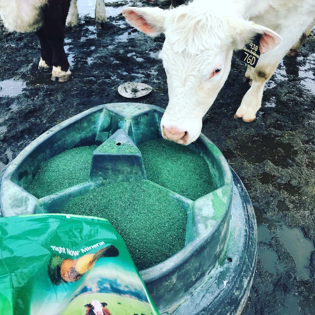 Brightpasture's tweet photo. Putting out mineral &amp; heat checking tonight! @Cargill Right Now Mineral is my go to mineral. @AgMoreThanEver #palatable #weatherized https://t.co/jWfvW117wV