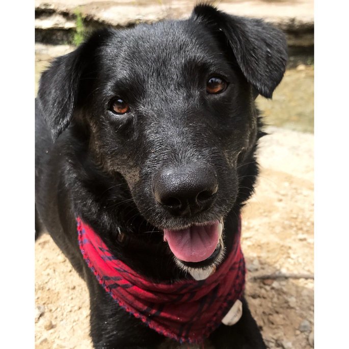 KaleTravels's tweet photo. #AdoptDontShop, #outdoordogs, #campingwithdogs, #squishyfishy @lifeinthefishtank https://t.co/gOI6gaP9Sj