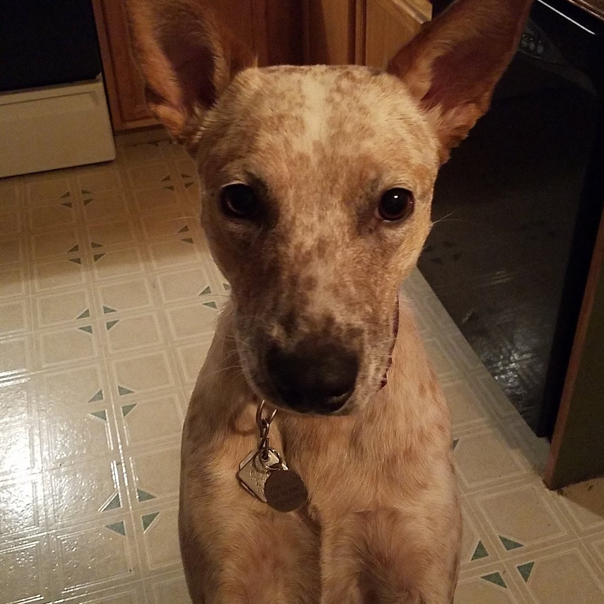 milehighrebel's tweet photo. I told her to look pretty for #NationalPetDay2018 #StellaBella #AdoptDontShop #PoundPuppy #TwoSingleBitches https://t.co/WBL7ELPZfE