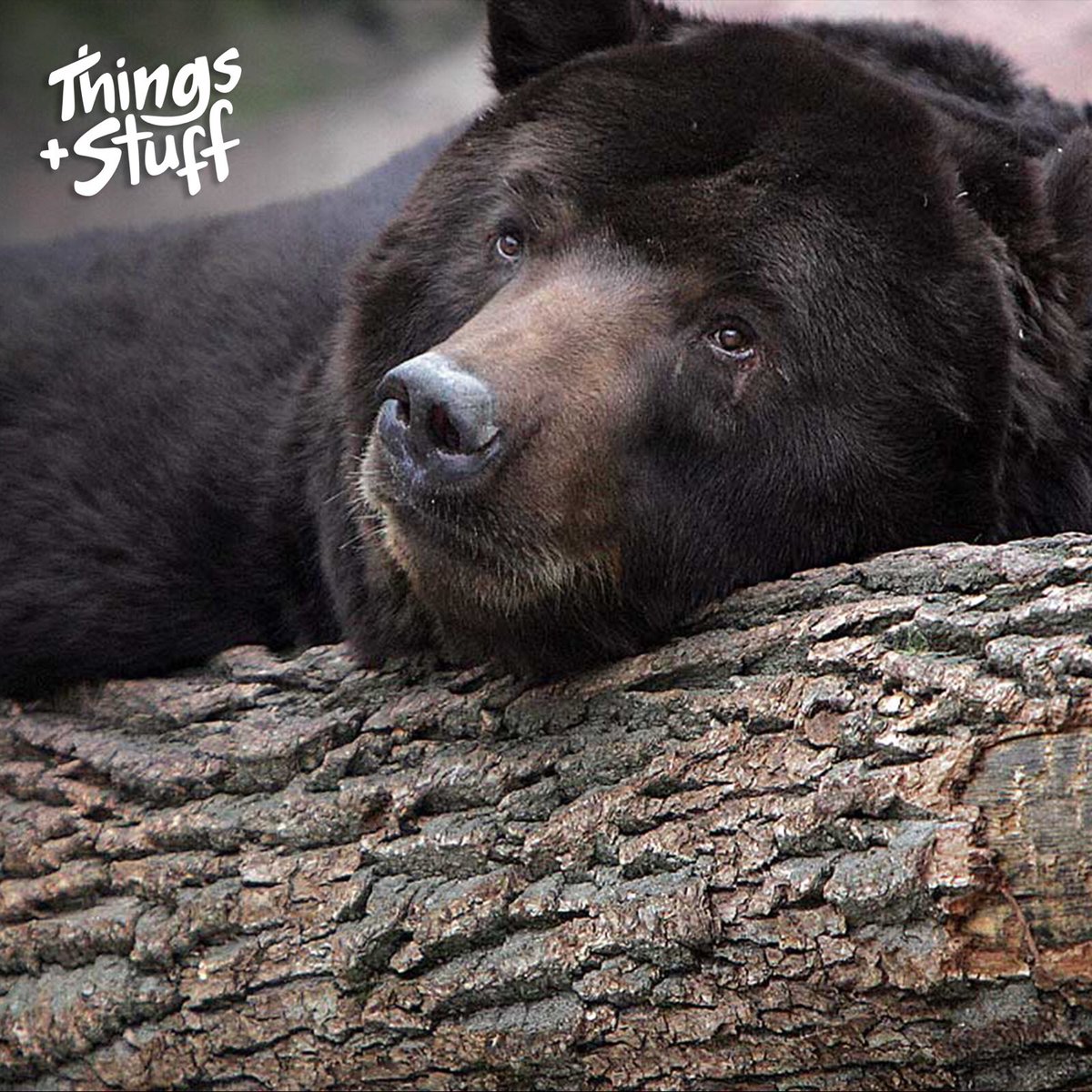 thingsstuffpod tweet picture