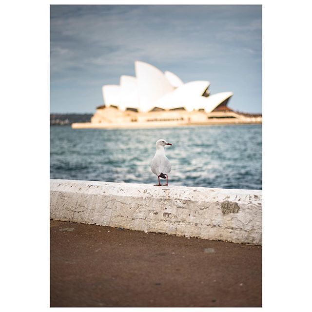 #nikkor50mm #nikon #nikond750 #nikonaustralia #sydney #operahouse #sydney_insta #australia #iconic #iconicplaces #bluehues #sea #ocean #bay #seagull #photographysouls #photography ift.tt/2qss5TR