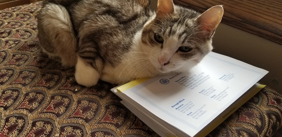 a cute rescue cat resting his cheek on a stack of voter registration forms