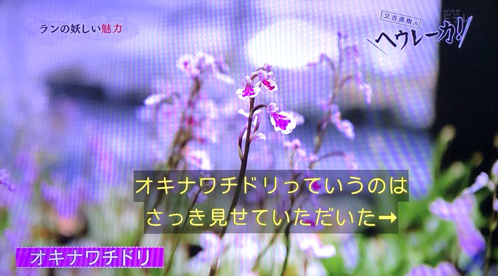 三島由紀夫も 美の病気 と称した 蘭の花 実はメチャクチャ怖い生存戦略を持っていた 又吉直樹のヘウレーカ Togetter