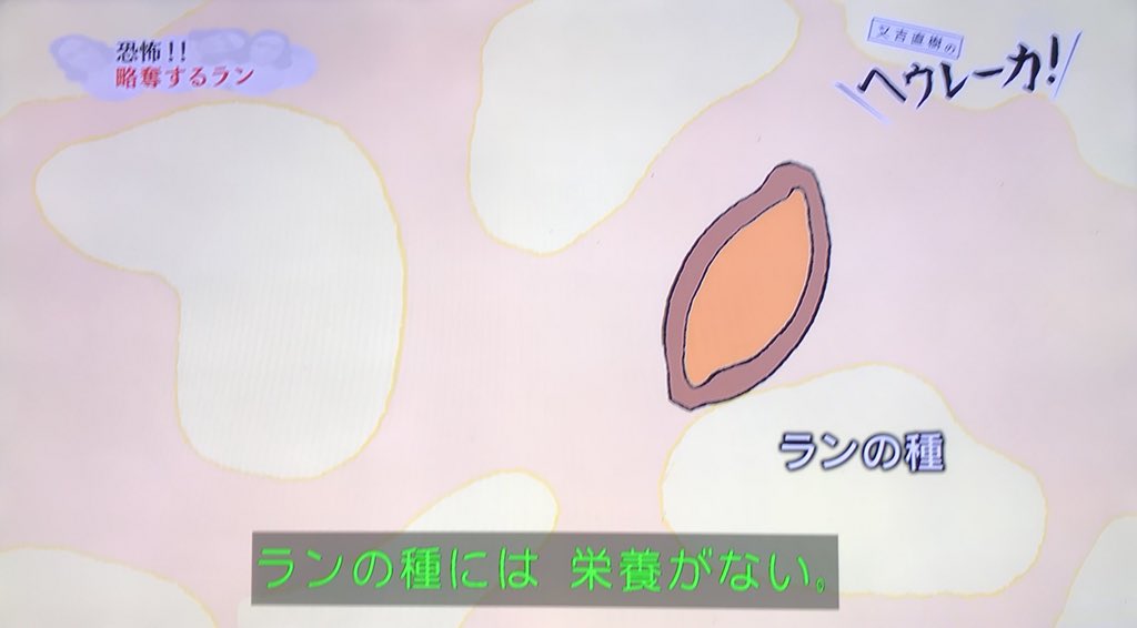 三島由紀夫も 美の病気 と称した 蘭の花 実はメチャクチャ怖い生存戦略を持っていた 又吉直樹のヘウレーカ Togetter