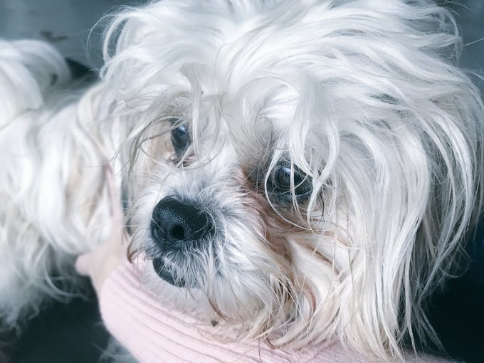 Over a year ago I went to the pound and found the chillest dog I&rsquo;d ever seen. #Nationalpetsday https://t<a href="/tag/nationalpetsday"class="tags"><span>#nationalpetsday</span></a>