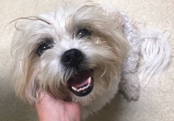 She then became a completely new dog: loud, brave, sassy, and with the biggest heart. #AdoptDontBuy https://t<a href="/tag/adoptdontbuy"class="tags"><span>#adoptdontbuy</span></a>