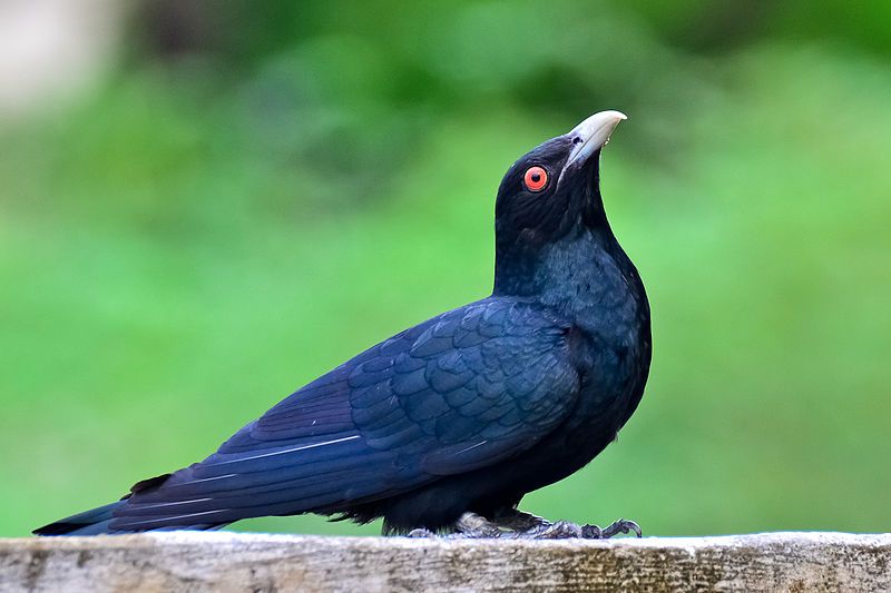 localiiz's tweet image. Annoying sounds of the Spring? Or music to your ears? Go check out this noisy neighbour on our homepage: bit.ly/2EEGAJa  
@Wild_Creatures #hk #Birds #soundsofspring #hongkong #noisyneighbour