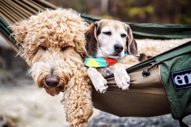 Go @citybearonline | If I keep my eyes closed it can't be Monday already! #hammocktime #relax #ENOnation pic by @indythegoldendoodle dlvr.it/QPFj67