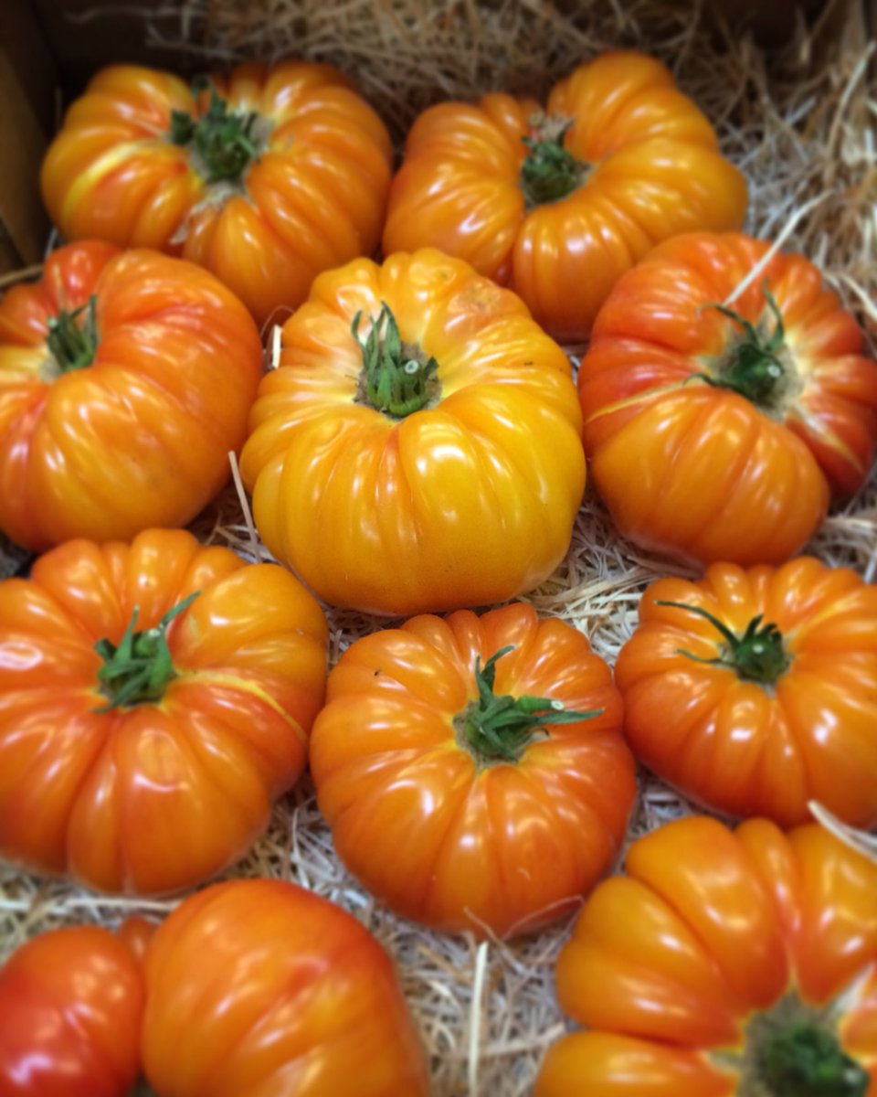 FrenchGardenBr's tweet photo. How about some Pineapple Beef Tomatoes from France for something that little bit special!? ๐
๐ซ๐ท #beeftomato #pineappletomato #french #rungis #wholesale #bristolmarket https://t.co/WJ1d3XGTgD