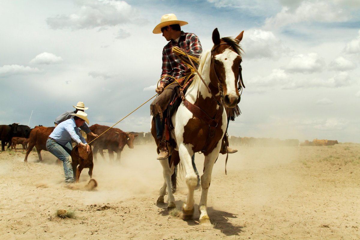 Equus Journeys tweet media