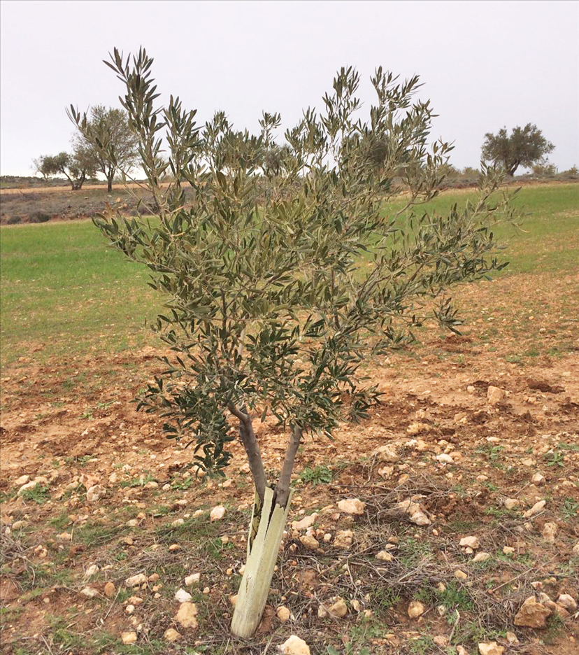 xf_actors's tweet photo. A first detection of #Xylella on #olive trees in the municipality of #Villarejo -@ComunidadMadrid 🇪🇸 - has been officially confirmed by #planthealth authorities #IMIDRA and @GVAivia. 
A demarcated area has been established around the tree.  
More info 👉 https://t.co/139xsdai0S https://t.co/AnZxCUZ70s