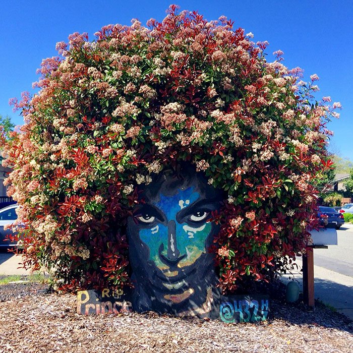 Distinctboxes's tweet photo. Having created a mural of Prince in her front yard, Californian artist Christine Stein was shocked to discover that the bush behind it had suddenly blossomed with a magnificent ‘hair’ of flowers, giving a lovely tribute to the singer. https://t.co/UyOSro5IIp