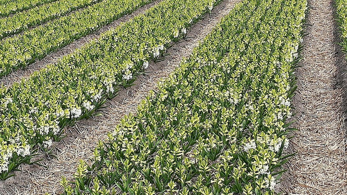 flowerboostnl's tweet photo. Waarom zijn er aan de 'zuidkant' van het bed eerder bloemen te zien dan aan de 'noordkant'? De natuur/de zon doet zijn werk. https://t.co/gNd4BZ35OA