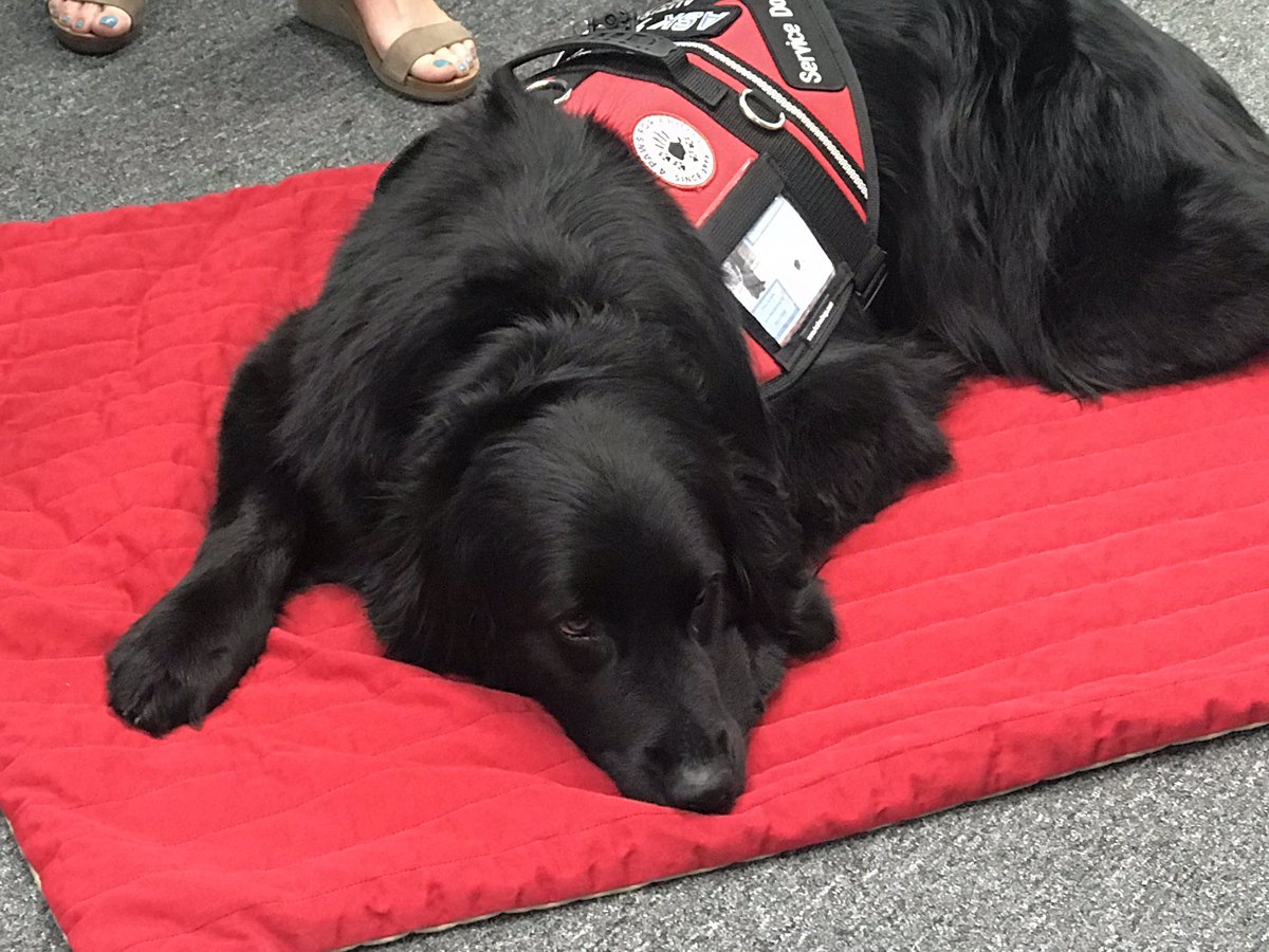 SallyThelen's tweet photo. Meet Buffy the service dog,@Milford_Schools at Trena Pablo's class for autism students for this week's @DukeEnergy School of the Week with @Local12 @Local12Perry @MHS_Kauffman https://t.co/3ff1qqjEgD