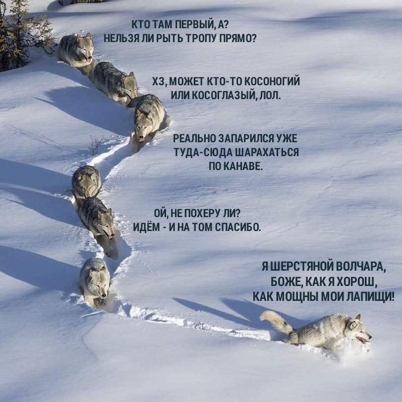 Прикольная картинка волки по снегу, свадьбы лет открытки