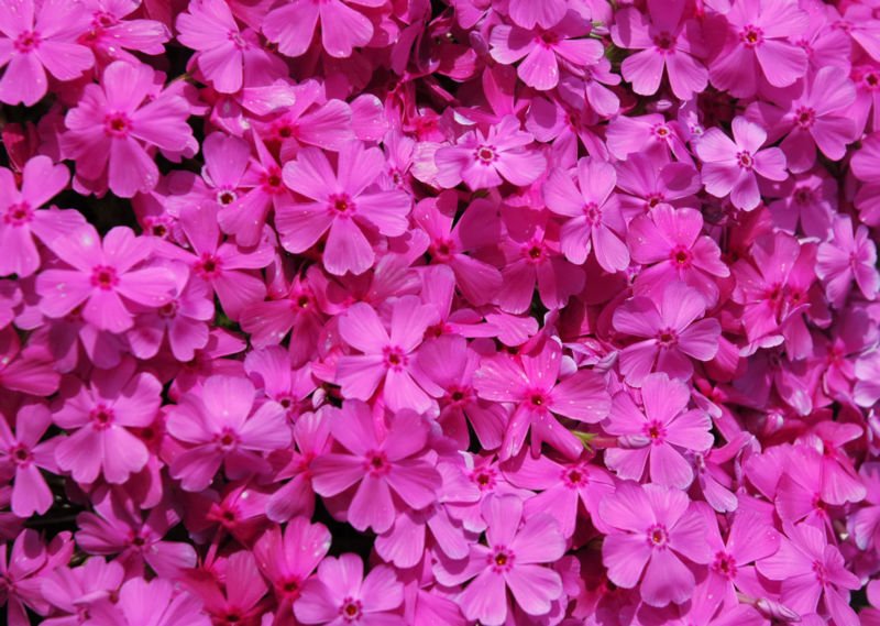 ট ইট র アルビオン Albion 公式 おはようございます 今日の誕生花は シバザクラ 花言葉は 協調 です みんなで一斉に咲き誇り ピンクの絨毯のように私たちの目を楽しませてくれる花姿 まさに手と手をとりあって協調しながら 周りに幸せをくれ