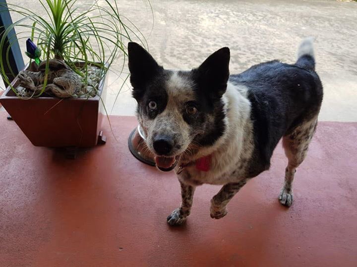 BFRescue's tweet photo. Karla, what a GORGEOUS girl. All her info is at https://t.co/XnUf5B4a4k

https://t.co/COJJhdZW4w https://t.co/DhD88MUqwA