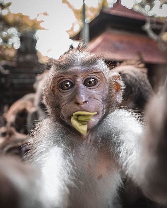 ift.tt/2Hu4D0C [Infolengkap] Faktagram hari ini #Infolengkap #fakta #mostpopular via Instagram