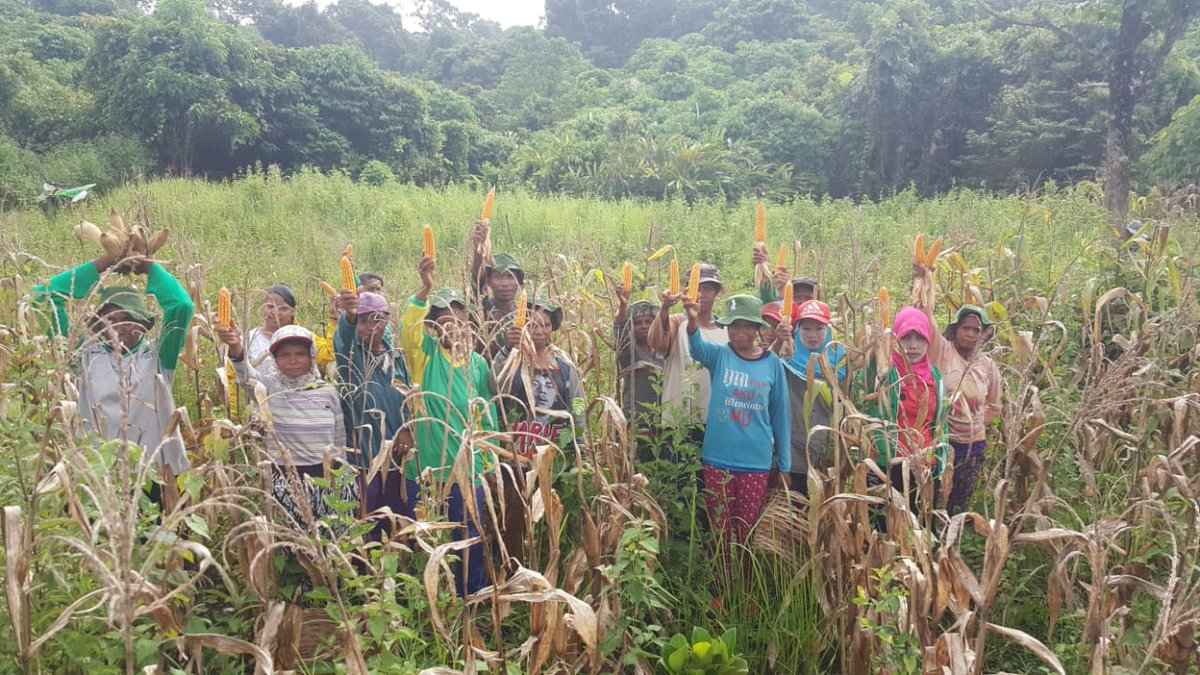 BPHPXI's tweet photo. PANEN JAGUNG SUWETO
KPHP Kendilo melalui kemitraannya bersama masyarakat Desa Suweto dengan skema agroforestry bersuka cita menyambut panen jagung. Panen kali ini merupakan panen pertama tahun ini (9/3/2018). https://t.co/7KDr42bc1N