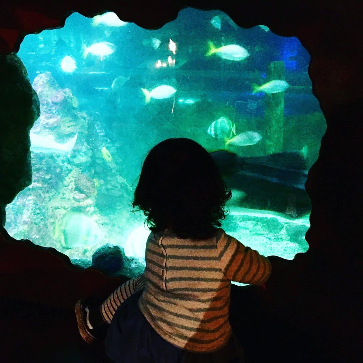 We love visiting <a href="/sealifebrighton/">SEA LIFE Brighton</a> Perfect to entertain busy toddlers! dld.bz/fN44n #brighton #sussex #uktravel <a href="/love_brighton/">VisitBrighton</a>