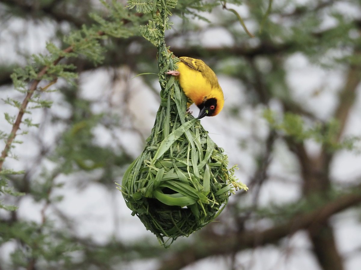 天然 希少 鳥の巣 インテリア ハタオリドリ科 オス 世界最大の鳥の巣、建造に「厳しい監督」が貢献 | ナショナル ジオ