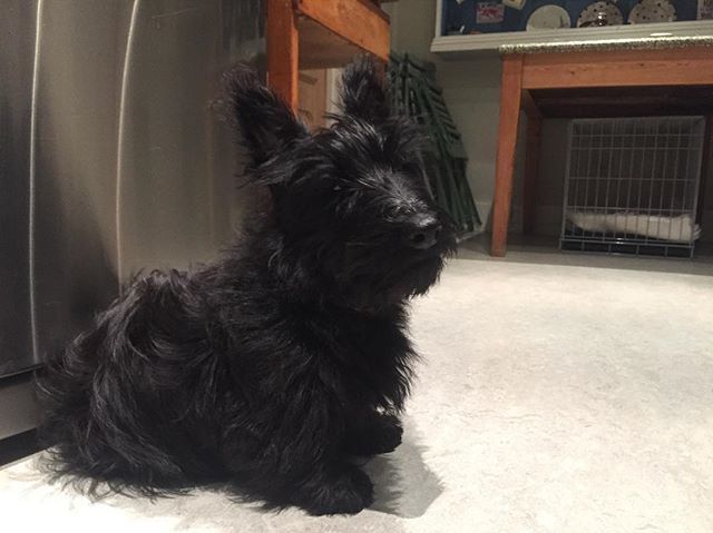 MatMassini's tweet photo. Got a new pup ain't we https://t.co/D5iQH3o5CJ https://t.co/ekrBxFtWLa