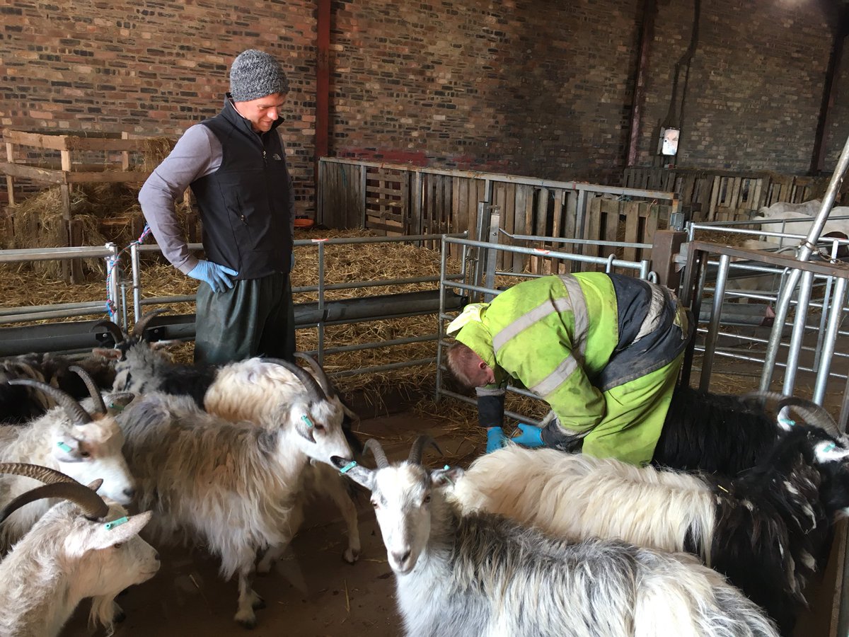 Goatspa Hashtag On Twitter - 0 replies 2 retweets 6 likes