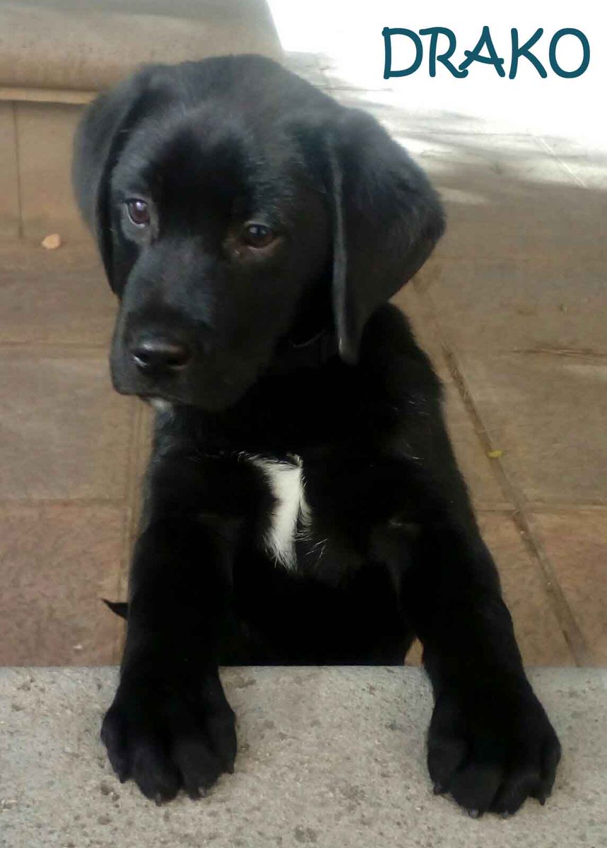 Hacer daño a los animales te convierte en un ser despreciable. ¿Te gustaría que te hicieran a ti lo mismo?, seguro que no. 

Ten humanidad  y tratalos con cariño, ellos te lo devolveran multipilicado por el infinito, como nuestro pequeño Drako.