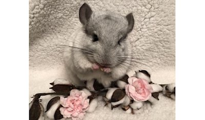 ThePetsDialogue's tweet photo. DIY treats for our Chinchilla Owners! How about some cookies or fruit pops for them?  https://t.co/mK0a4t4VSx 

#chinchilla #cuteanimals #animallovers #animalsmatter #AnimalsToday #animalplanet #recipes #DidYouKnow #recipeblog #WednesdayWisdom #NationalPetDay #NationalPetMonth https://t.co/tIGehQWFkG