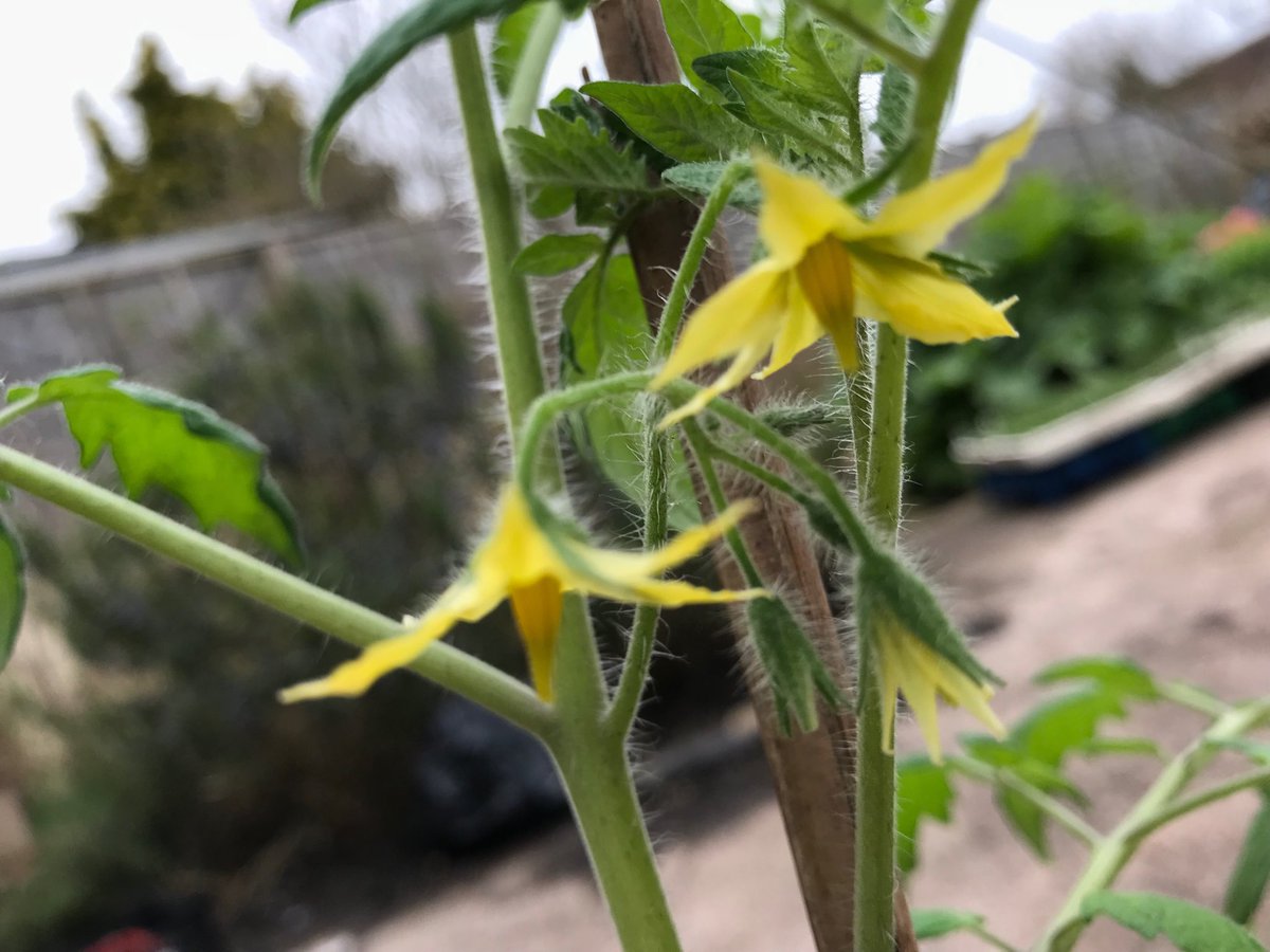 First tomato truss of the year! This grafted tomato from @DobiesOfDevon was given to me to trial, that’s why it is so far ahead. My main tomato crop are babies, still a few weeks before it will be warm enough to plant any of my tomatoes in the polytunnel. Keeping this in my house