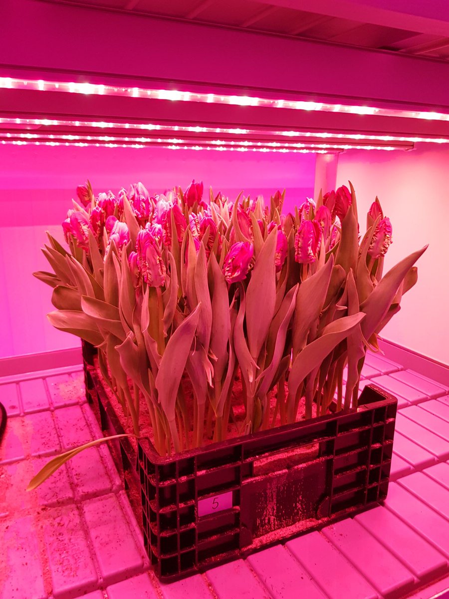 ledsresearch's tweet photo. How a LED'S RESEARCH! light recipe affects your plants? These 3 trays of tulips are grown in the same conditions, but with varying colors.

What is your goal? Contact us and find out what we can do for you! https://t.co/LerJIjxuXF https://t.co/tyJcCbcfGI