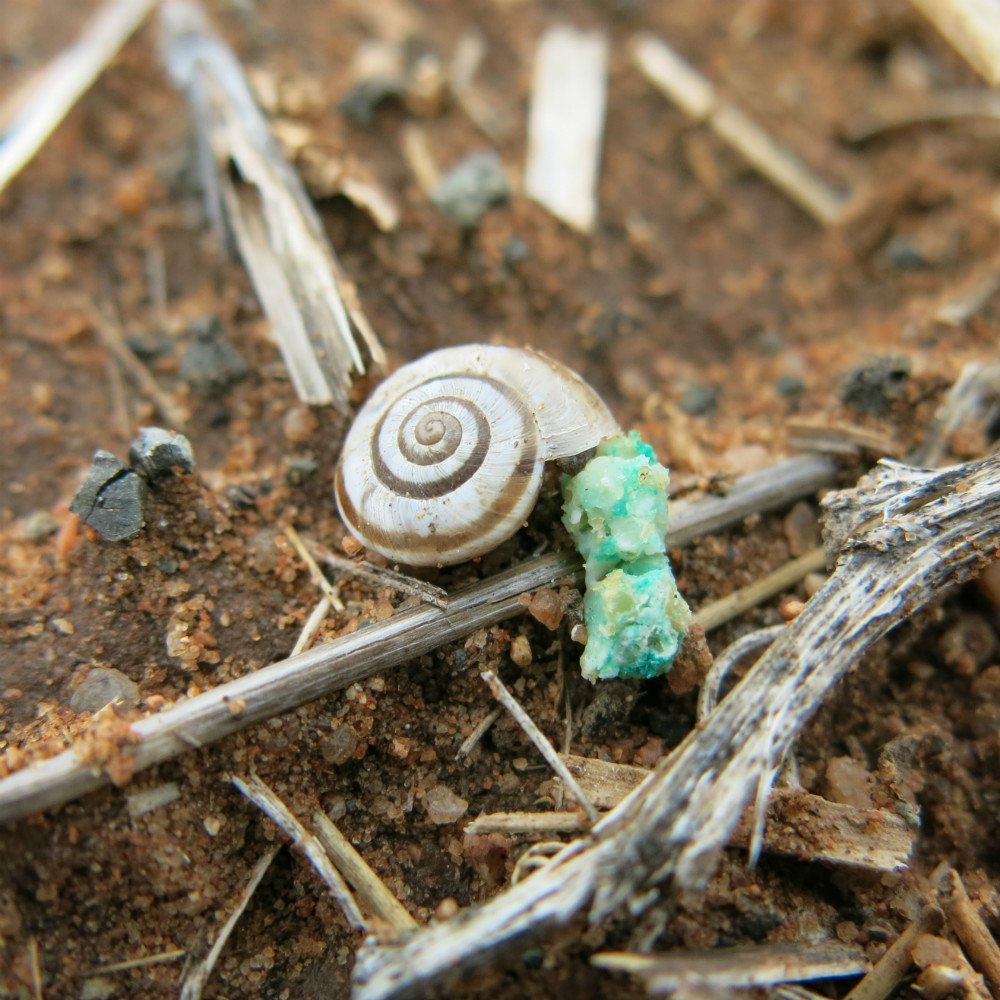 PestFactsSARDI's tweet photo. Snails are mobile in response to moisture. Bait now before egg lay. Latest information from current research in PestFacts Issue 1: https://t.co/mDJej9j5Rx In the right photo, slime trails indicate recent movement. https://t.co/tNHfHT5zt5