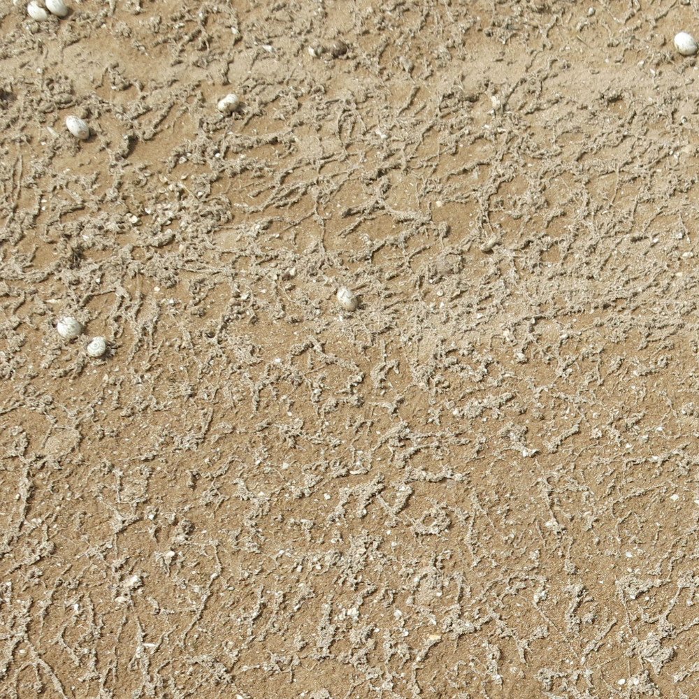 Snails are mobile in response to moisture. Bait now before egg lay. Latest information from current research in PestFacts Issue 1: bit.ly/2EGhcD4 In the right photo, slime trails indicate recent movement.