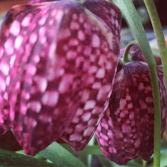 soshanau's tweet photo. Let’s tesselate ... #fritillariameleagris #snakeheadfritillary #checkboard #ihavethisthingwithpatterns #geometricpatterns #iseemathseverywhere #iseemaths https://t.co/AP7tI5845K https://t.co/okY3UnnJfa