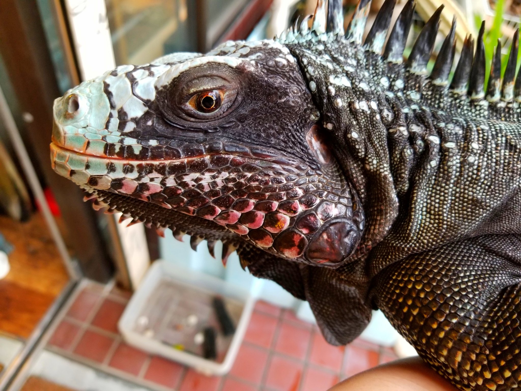 爬虫類専門店【𝙳𝙸𝚉𝚉𝚈 𝙿𝙾𝙸𝙽𝚃】東京第002225 on X