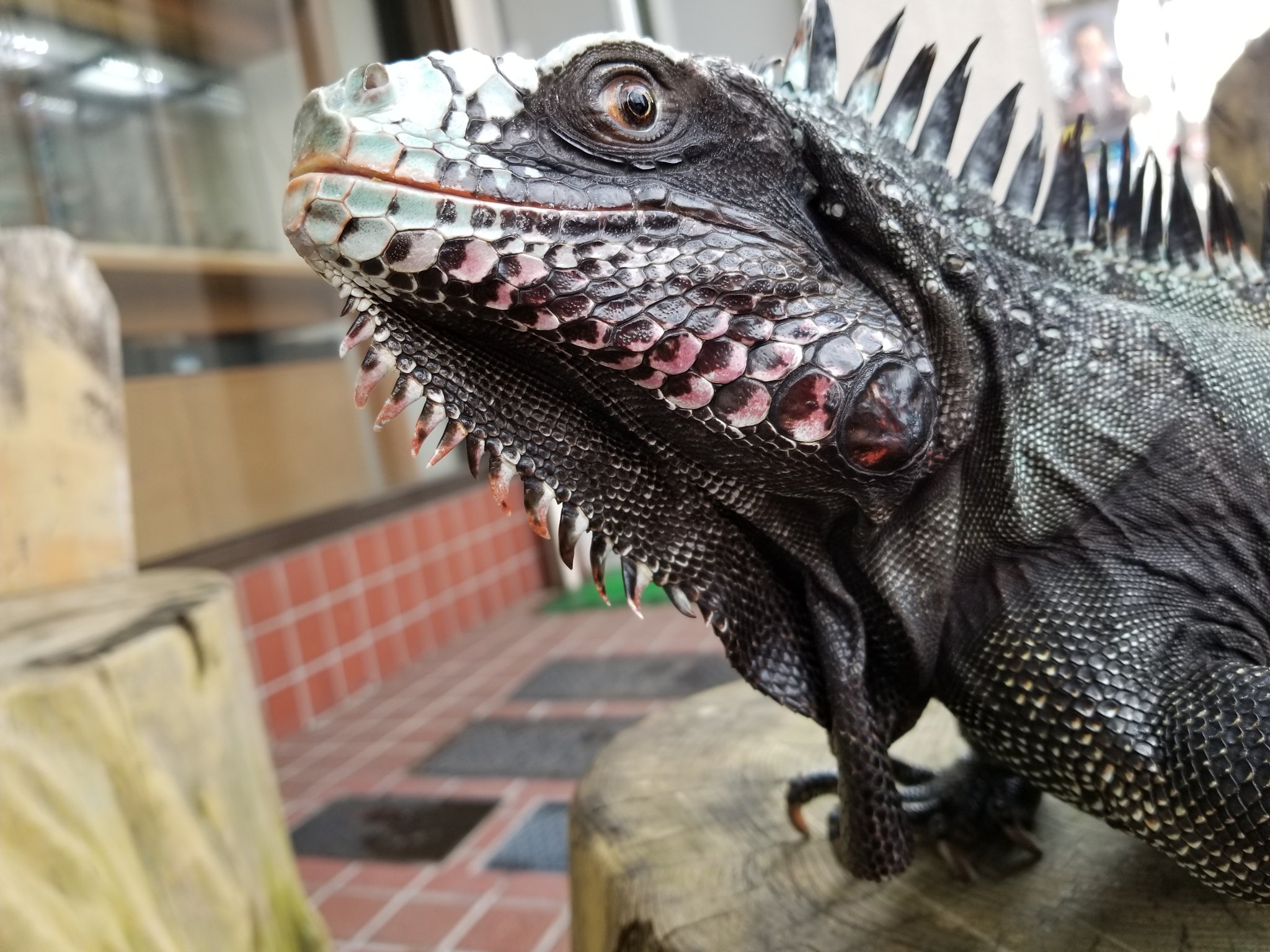 爬虫類専門店【𝙳𝙸𝚉𝚉𝚈 𝙿𝙾𝙸𝙽𝚃】東京第002225 on X